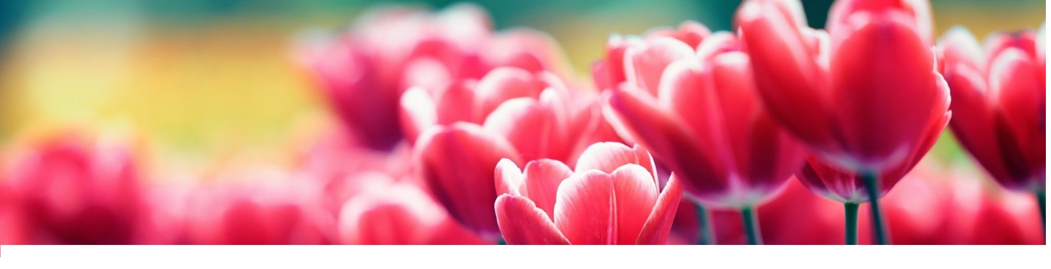 OverseasFlowerDelivery International fresh flower delivery by