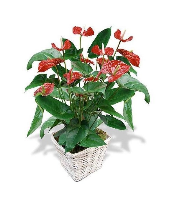 Red Anthurium Plant