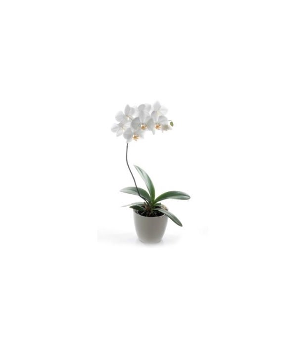 Orchid Plant