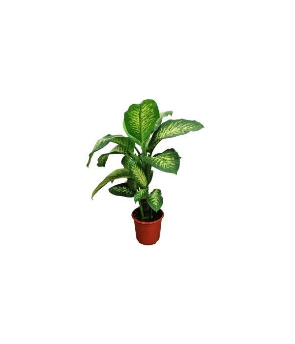 Dieffenbachia