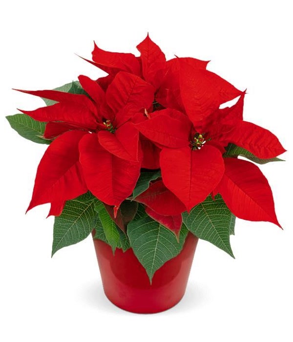 Xmas Poinsettia