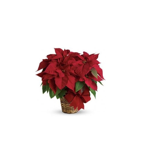 Large Poinsettia