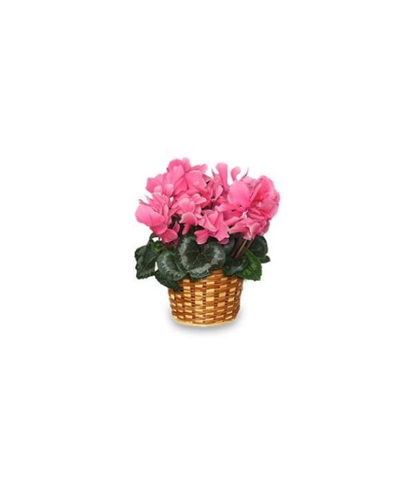 Cyclamen Plant Pink