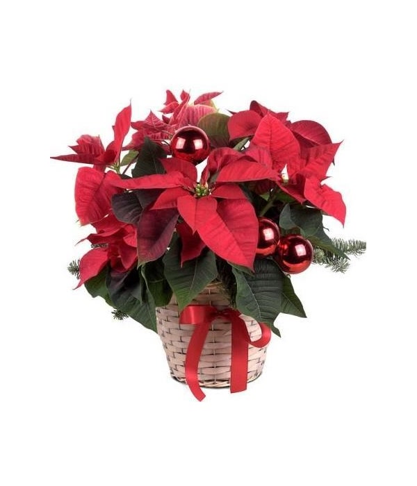 Poinsettia Plant Basket