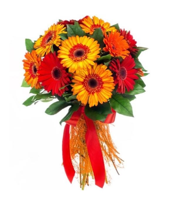 Solar Gerberas