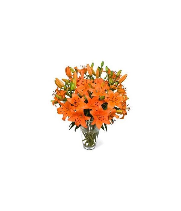 Orange Lilies