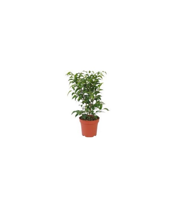 Ficus Benjamina