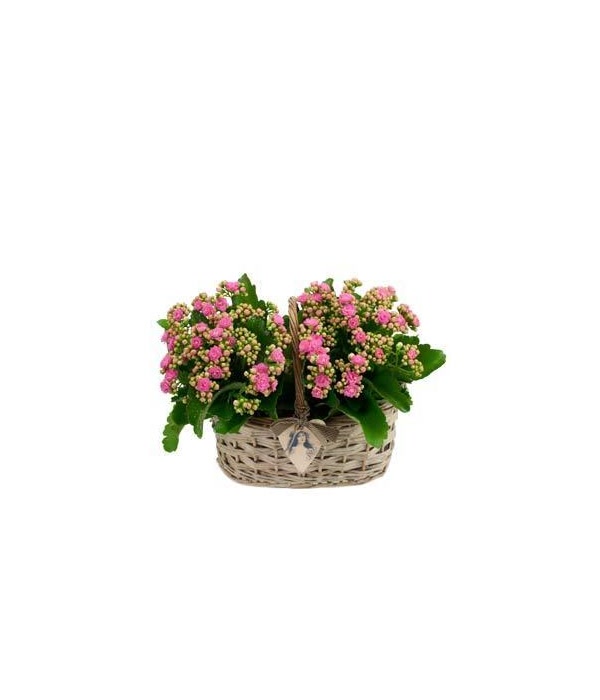 Pink Kalanchoes