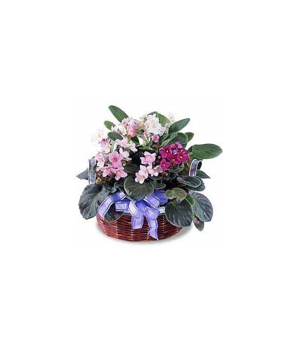 African Violets