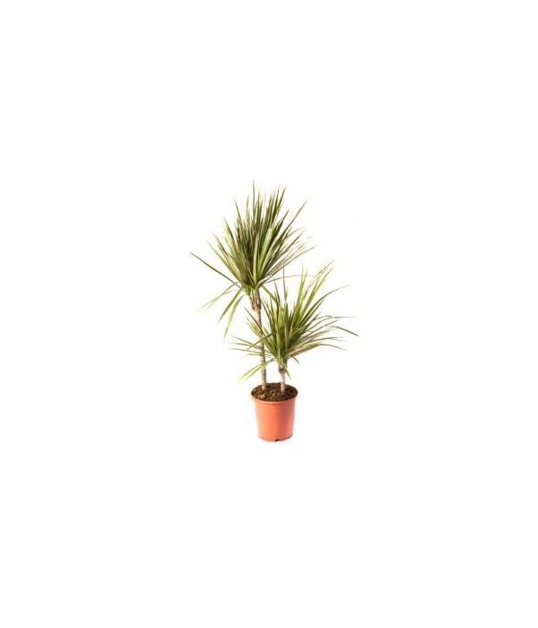 Dracaena