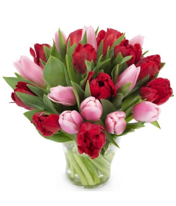 Pink and Red Tulips