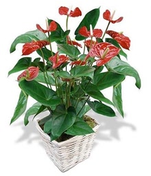 Red Anthurium Plant