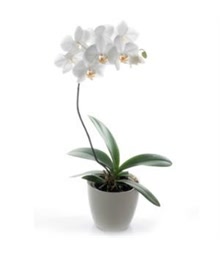 Orchid Plant