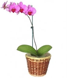 Pink Phalaenopsis