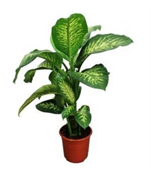 Dieffenbachia