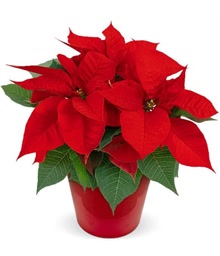 Xmas Poinsettia