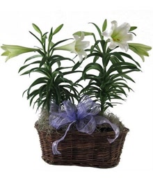 Easter Lily Basket