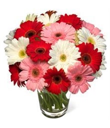 Gerbera Daisy