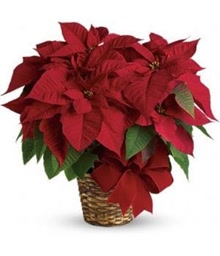 Large Poinsettia