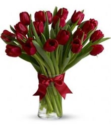 Red Tulips