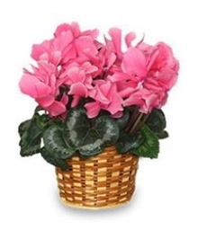 Cyclamen Plant Pink