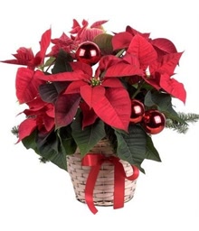 Poinsettia Plant Basket