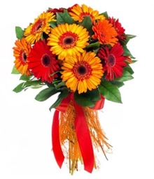 Solar Gerberas