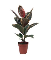 Ficus Robusta