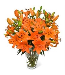 Orange Lilies