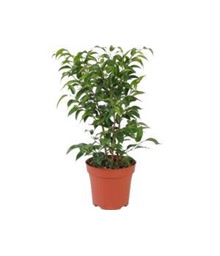 Ficus Benjamina