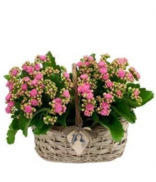 Pink Kalanchoes