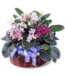 African Violets