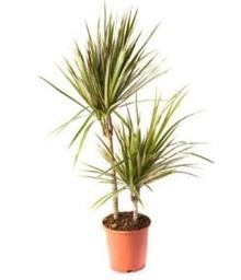 Dracaena