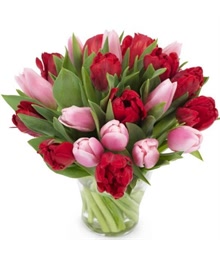 Pink and Red Tulips