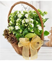 White Kalanchoe Gift