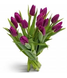 Purple Tulips